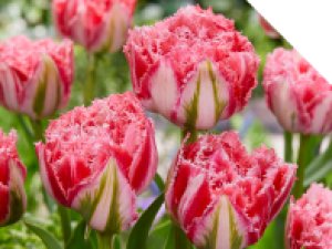 CNB Bloem- en relatiedagen 2024